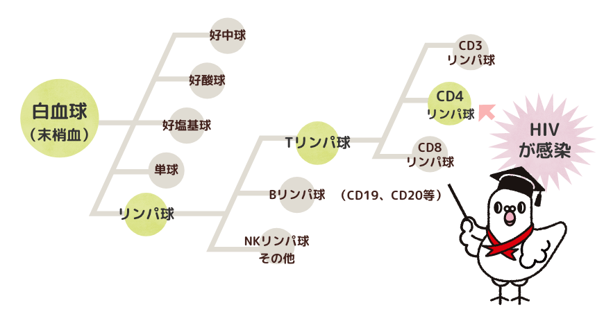 リンパ球（CD4リンパ球）とは