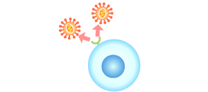 HIVがCD4リンパ球の中で増殖